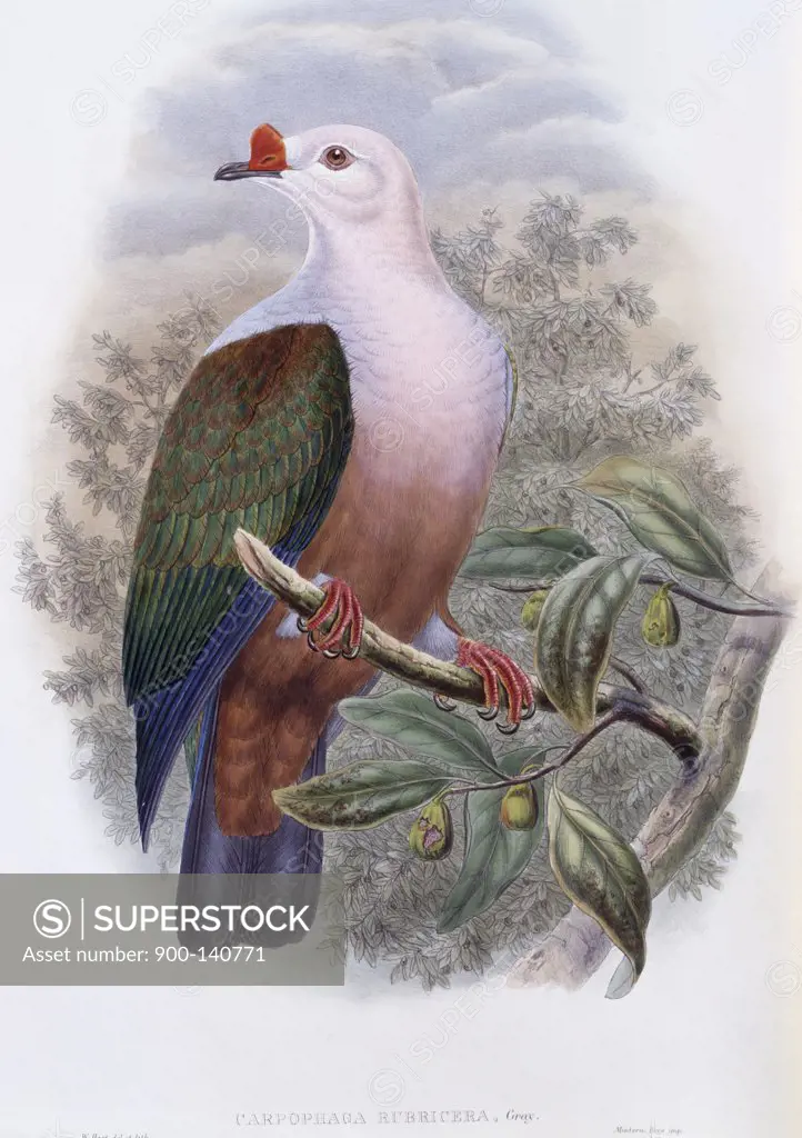 New-Ireland Fruit-pigeon John Gould (1804-1881 British)