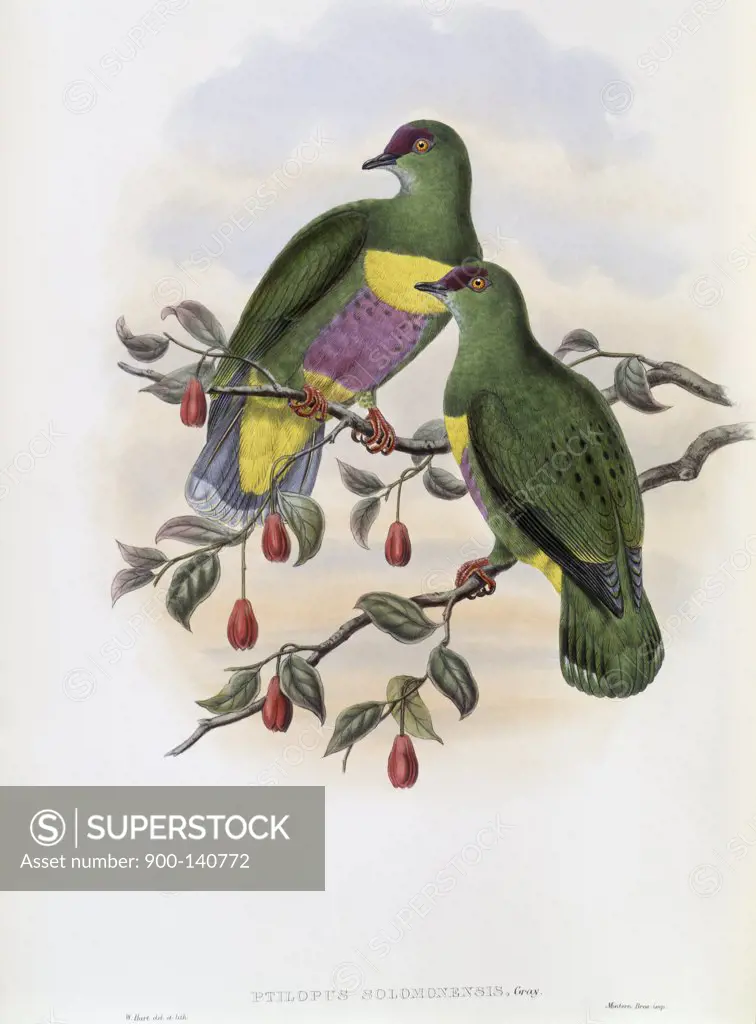 Solomon-Island Fruit-pigeon John Gould (1804-1881 British)