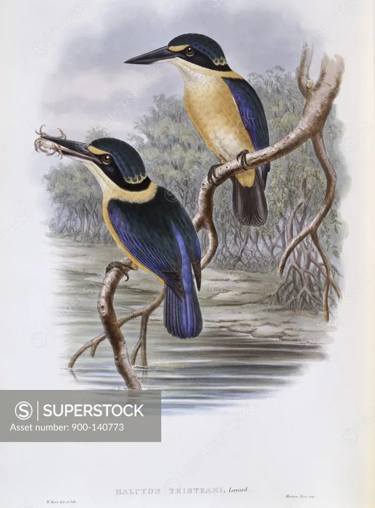Tristram's Kingfisher John Gould (1804-1881 British)