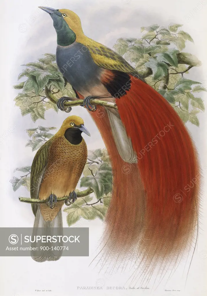 Grey-chested Bird Of Paradise John Gould (1804-1881 British)