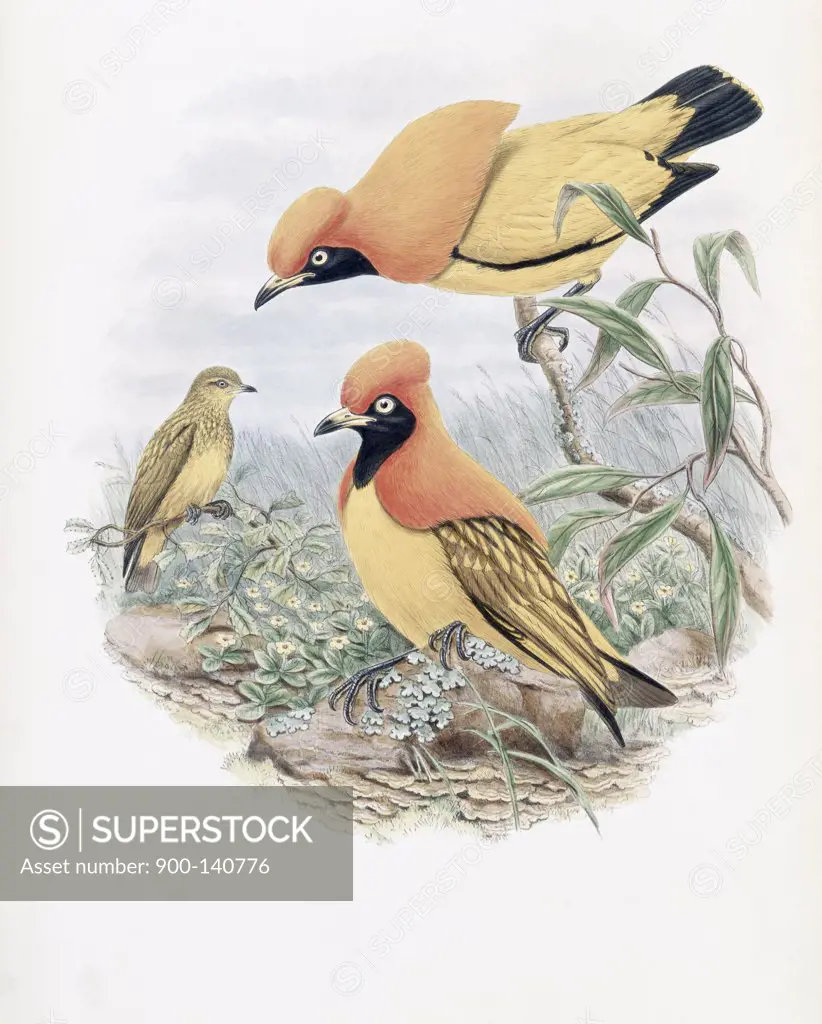 Golden Bird Of Paradise John Gould (1804-1881 British)