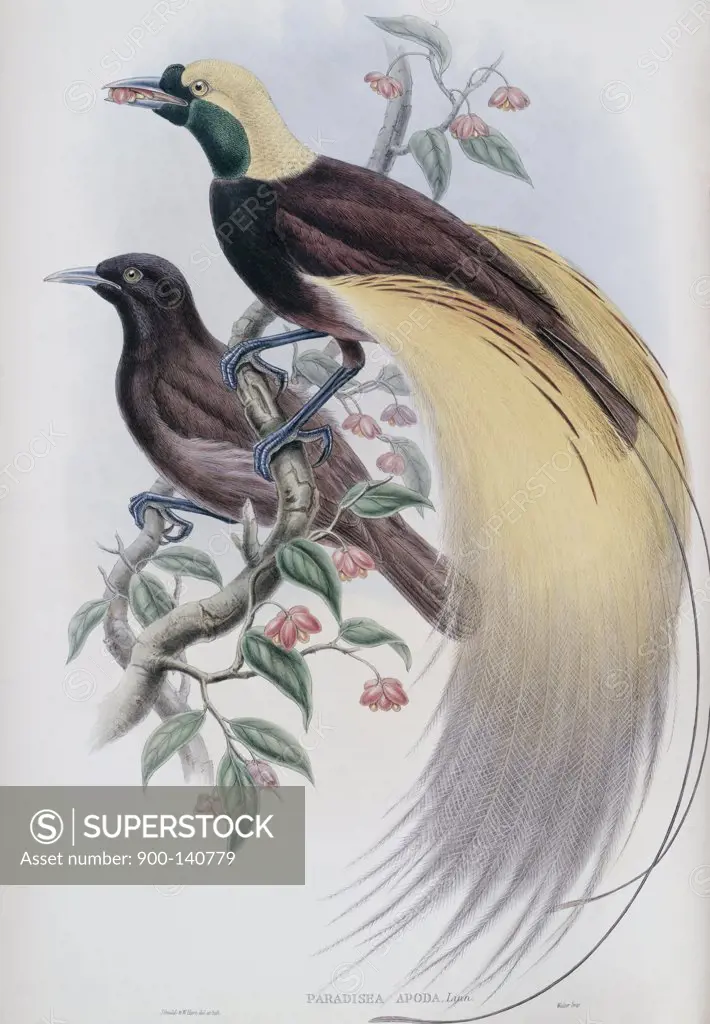Greater Bird Of Paradise John Gould (1804-1881 British) 