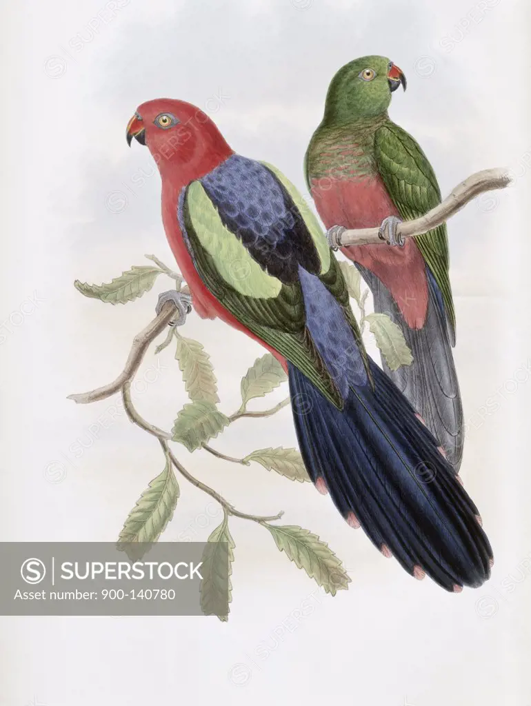 Yellow-winged King Parrot John Gould (1804-1881 British)