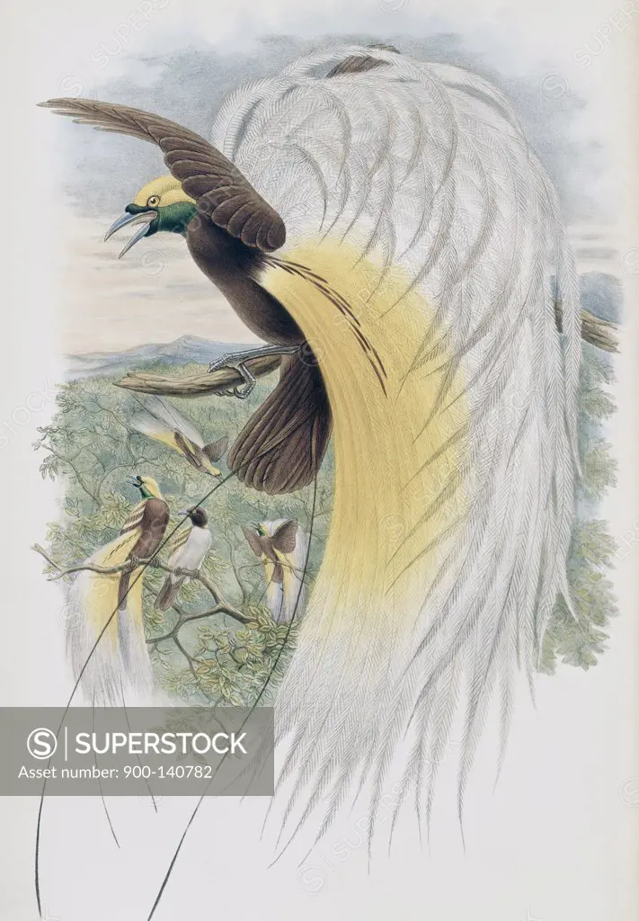 Papuan Bird Of Paradise John Gould (1804-1881 British) 