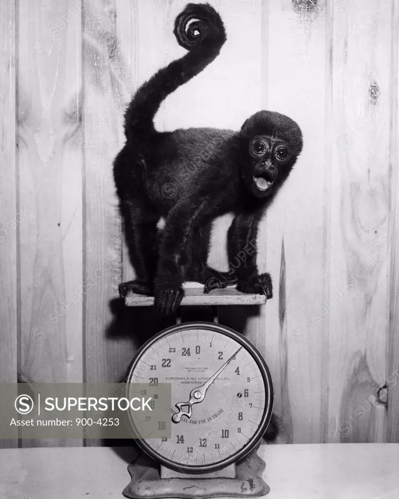 Monkey on weight scales