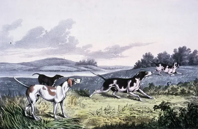 Pointers, Currier and Ives, color lithograph, (1857-1907), Washington, D.C., Library of Congress