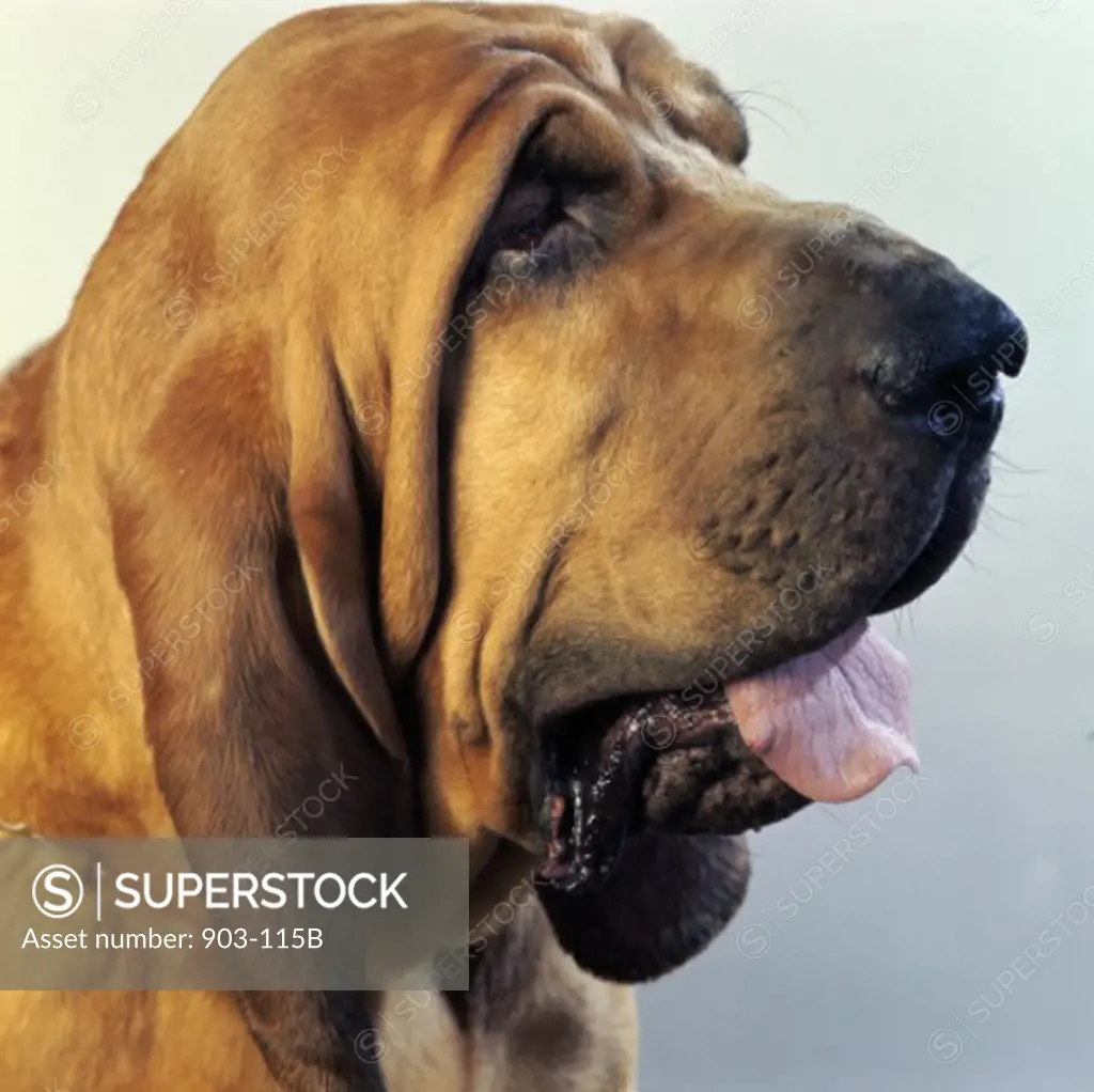 Close-up of a Bloodhound