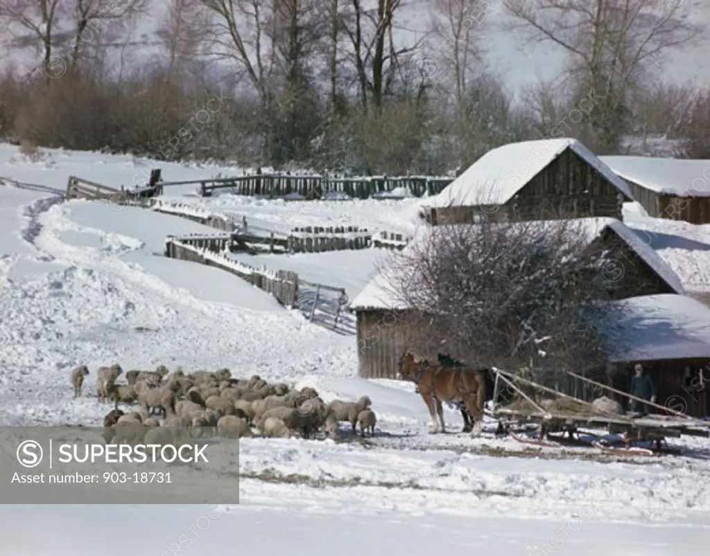 Flock of sheep standing on snow near barns