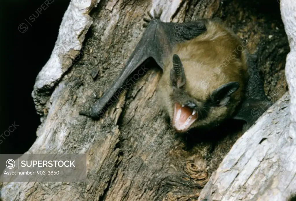 A bat on a tree