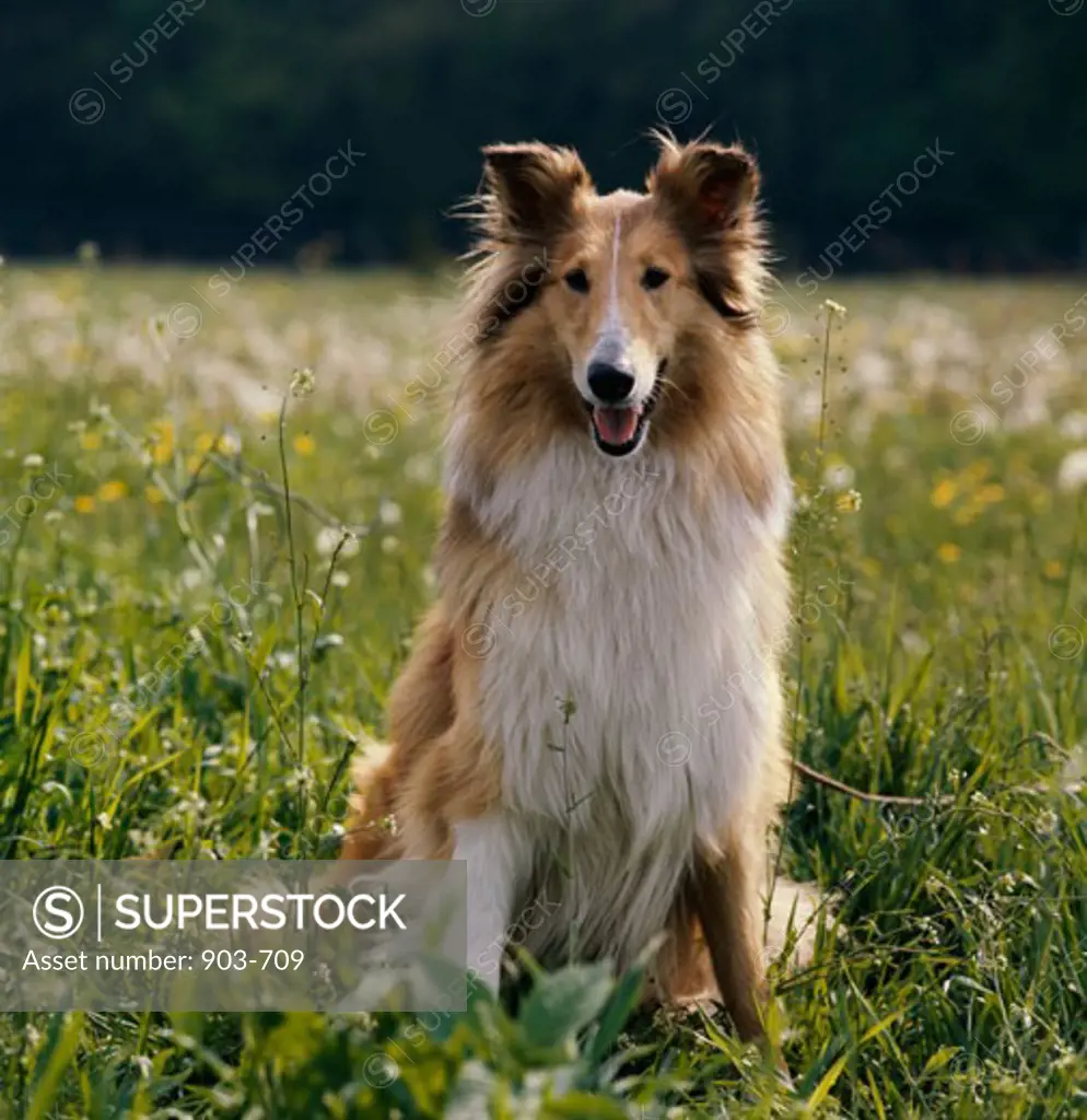 A Collie sitting on a grassy field