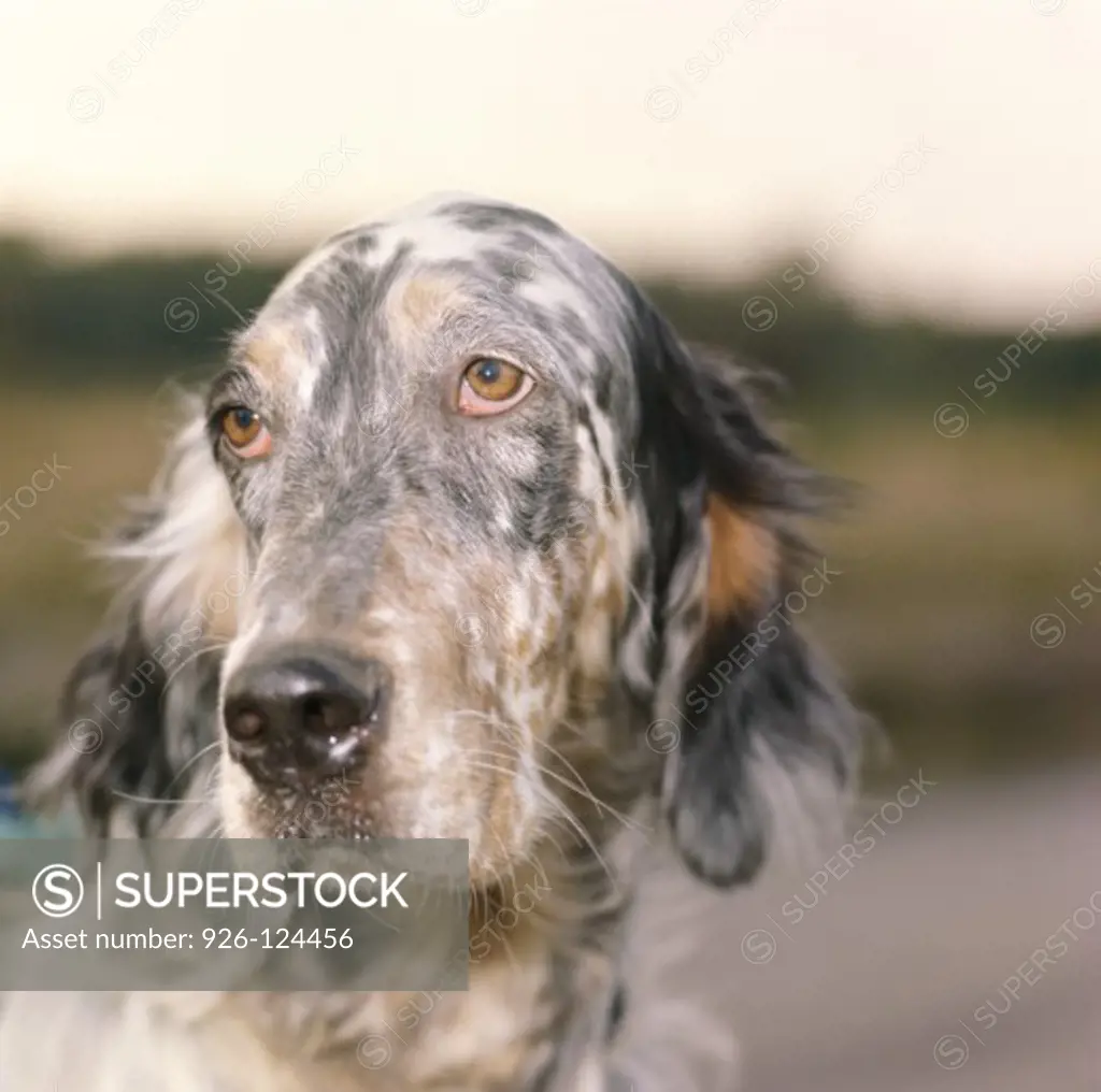 Close-up of an English Setter