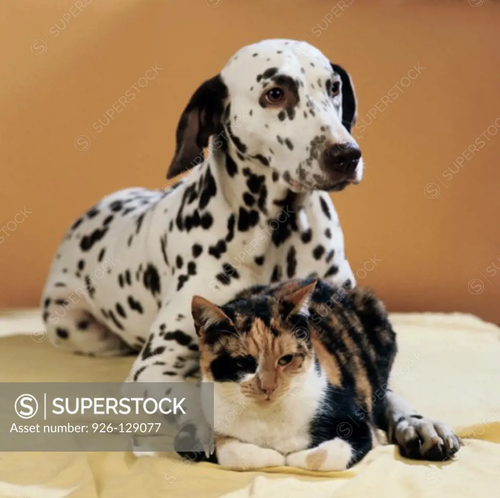 Animal friendship