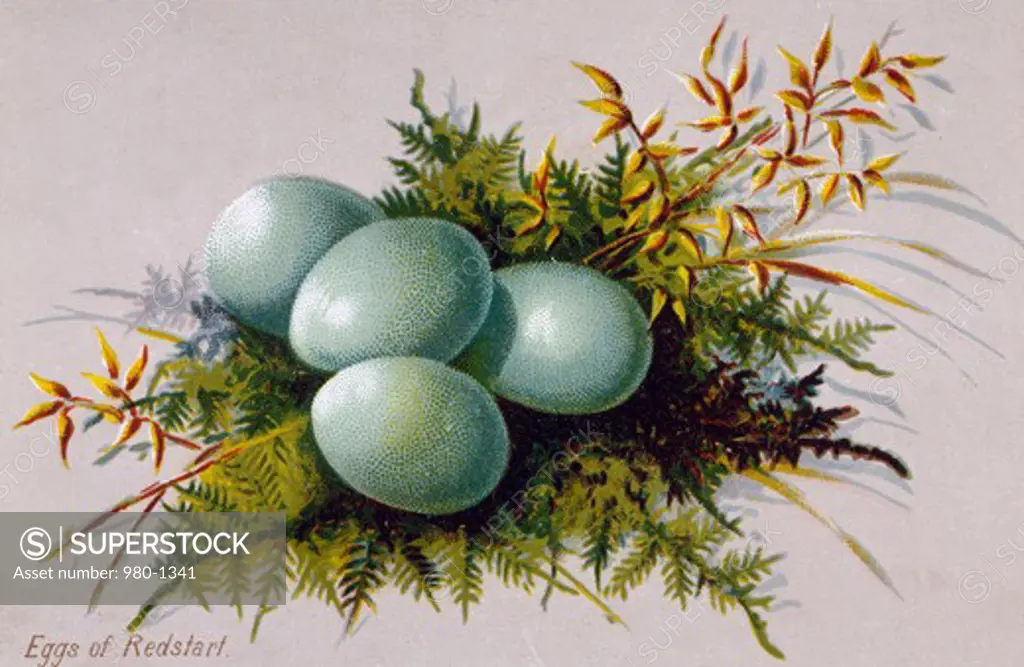 Eggs of Redstart, Nostalgia Cards