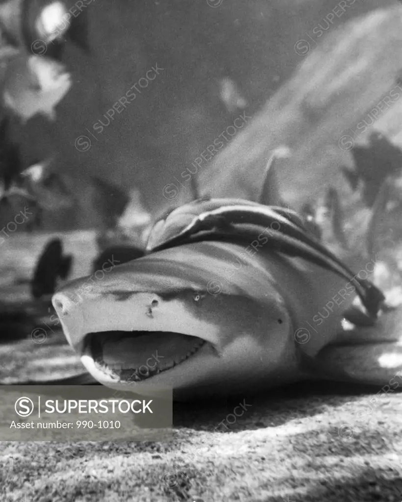 Close-up of a shark underwater