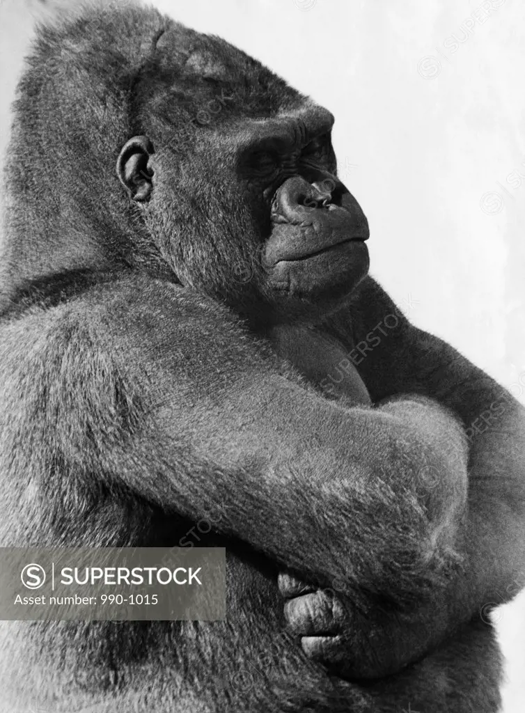 Close-up of a gorilla with its arms crossed