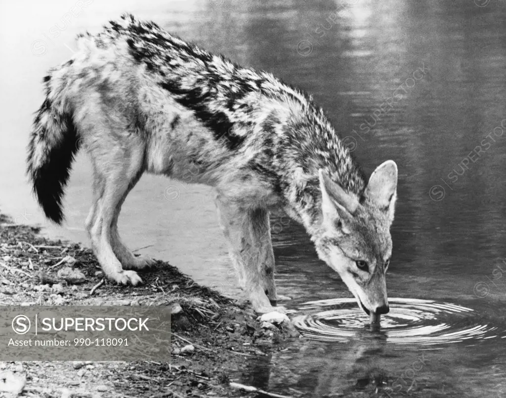 Black-backed Jackal drinking water from a river (Canis mesomelas)