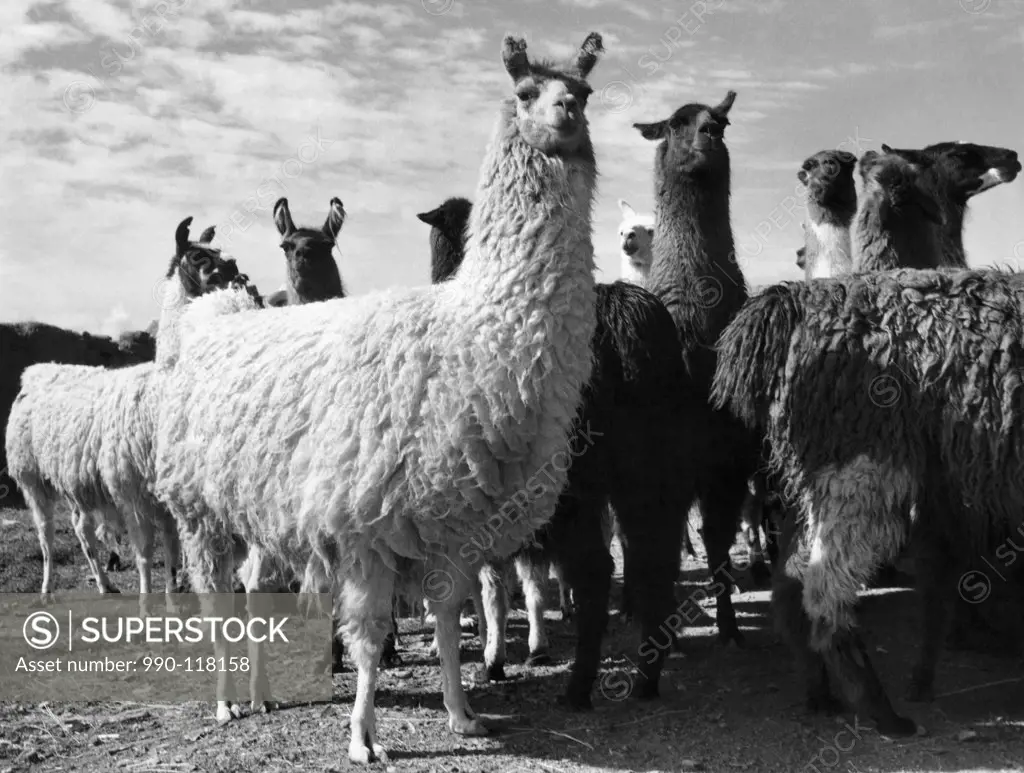 Herd of llamas standing in a field (Lama glama)