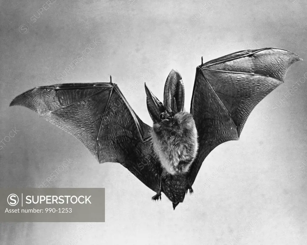 Bat flying with wings spread