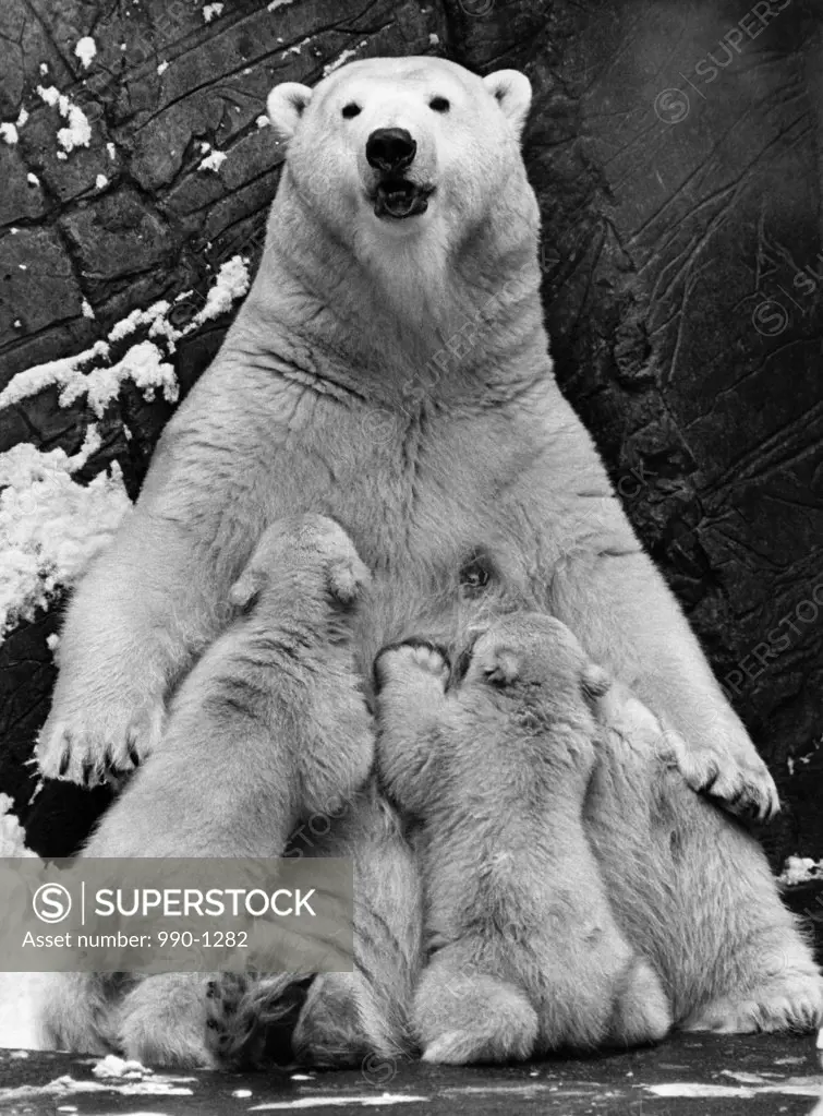 Polar bear feeding its cubs (Ursus maritimus)
