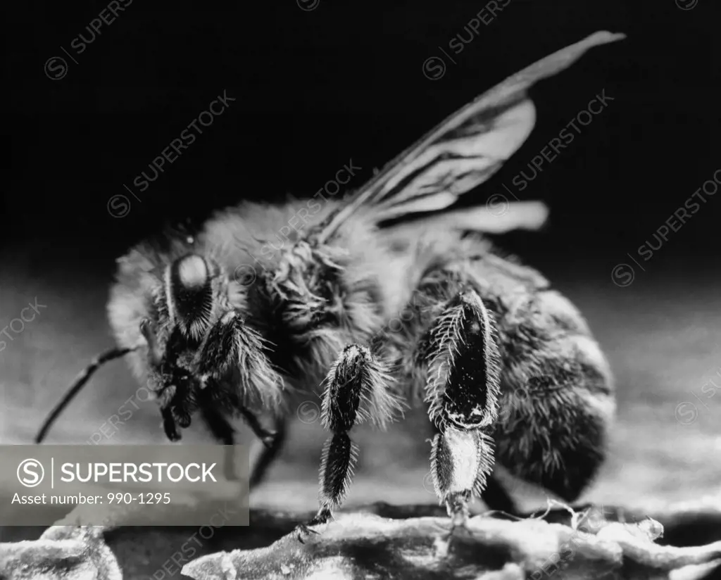 Close-up of a bee