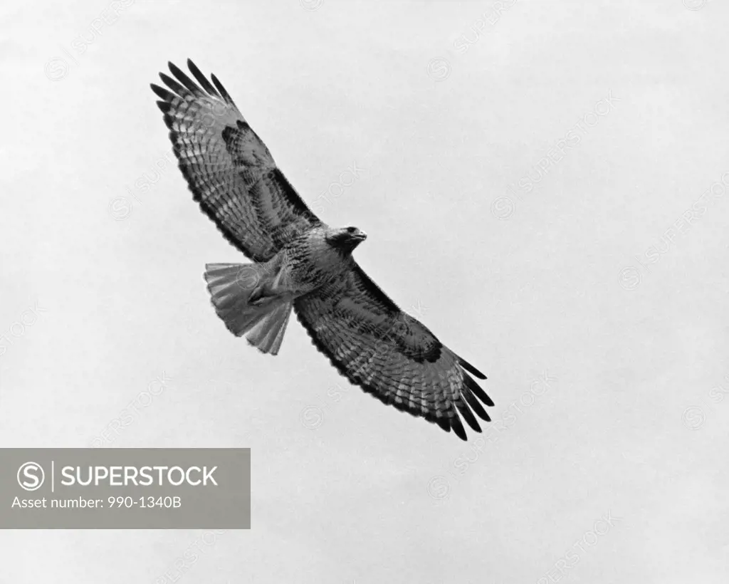 Low angle view of a Red-tailed Hawk flying in the sky (Buteo jamaicensis)