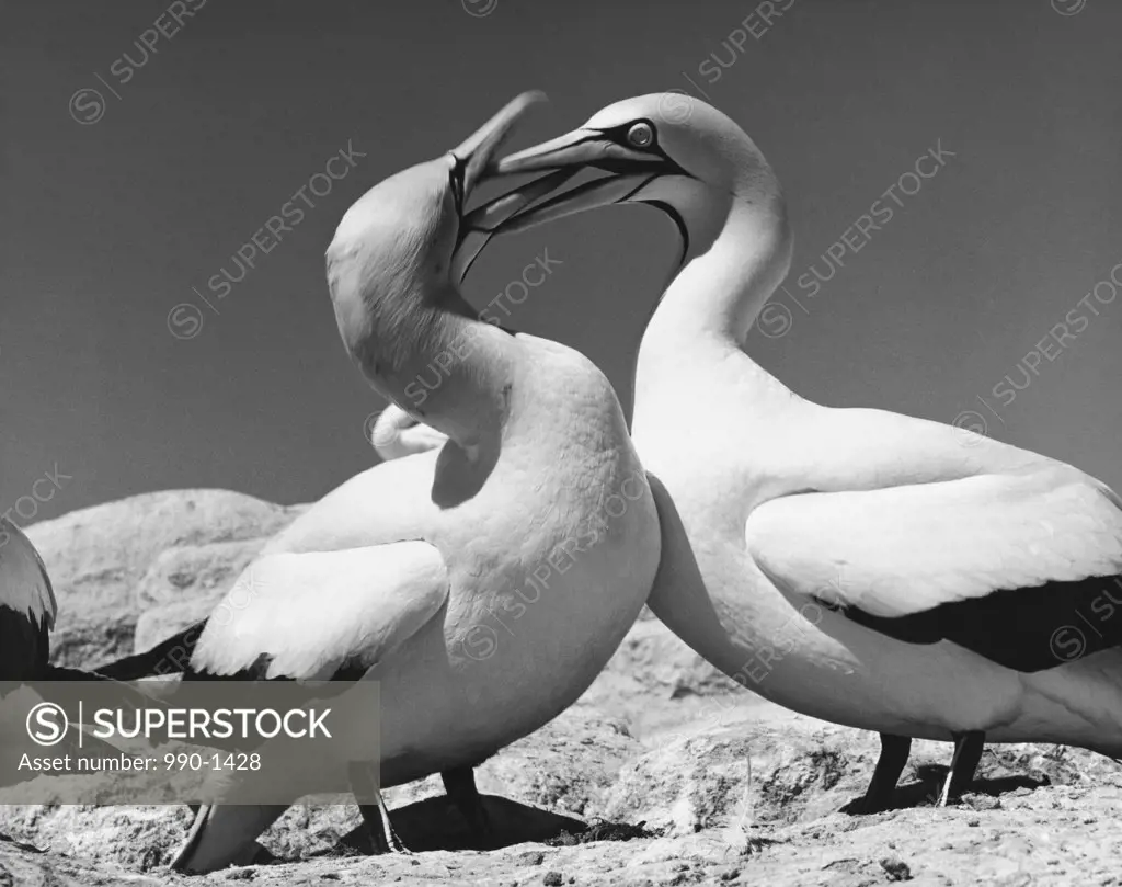 Two Cape Gannets standing (Morus capensis)