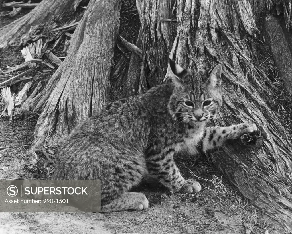 Bobcat sitting near a tree trunk (Lynx rufus)