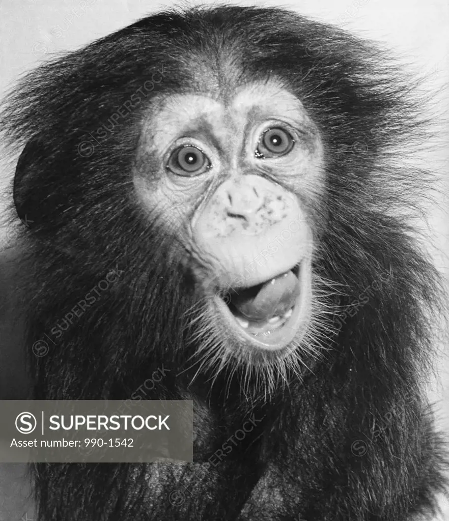 Close-up of a young chimpanzee sticking its tongue out