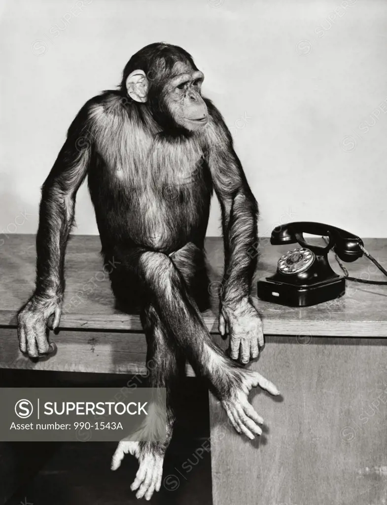 Chimpanzee sitting near a telephone