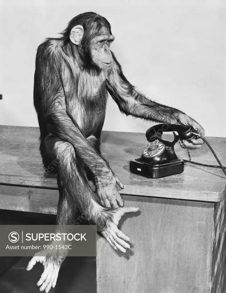 Chimpanzee holding a telephone receiver and sitting on a table
