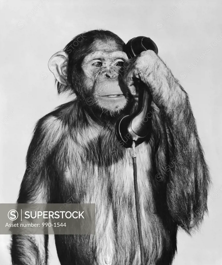 Close-up of a chimpanzee holding a telephone receiver