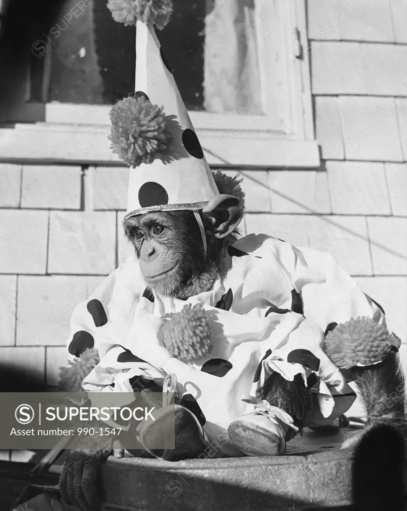 Close-up of a chimpanzee wearing a clown costume