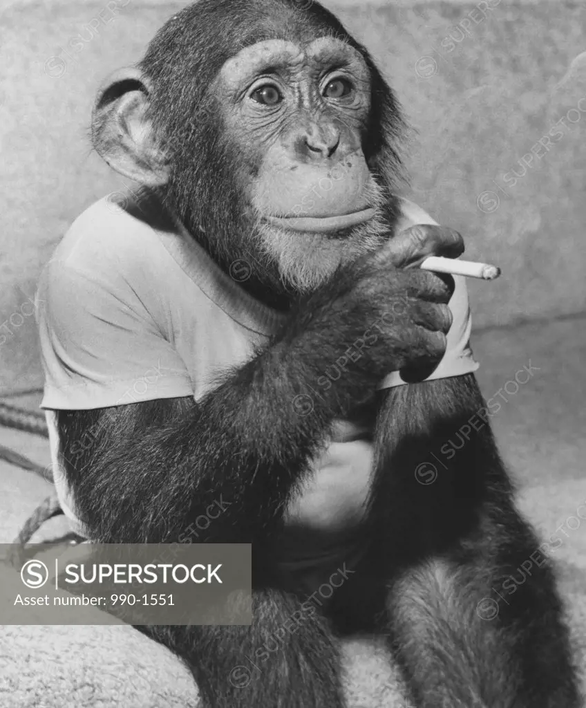 Close-up of a chimpanzee holding a cigarette