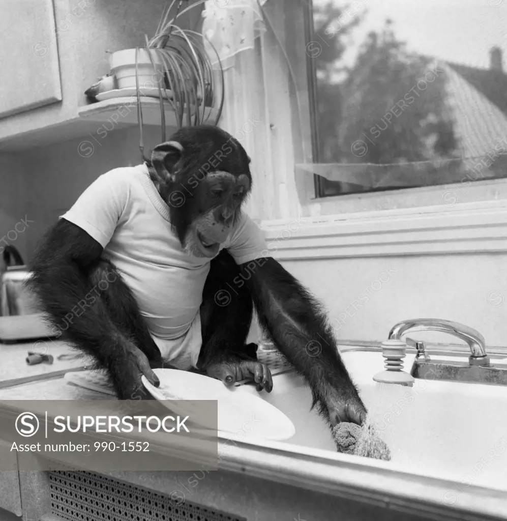 Chimpanzee washing a plate in a kitchen sink