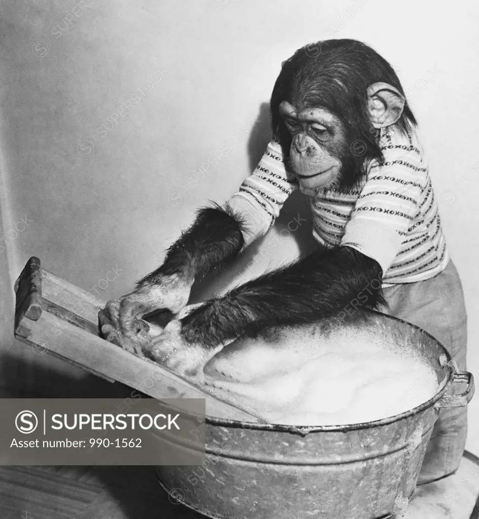 Close-up of a young chimpanzee washing a tray