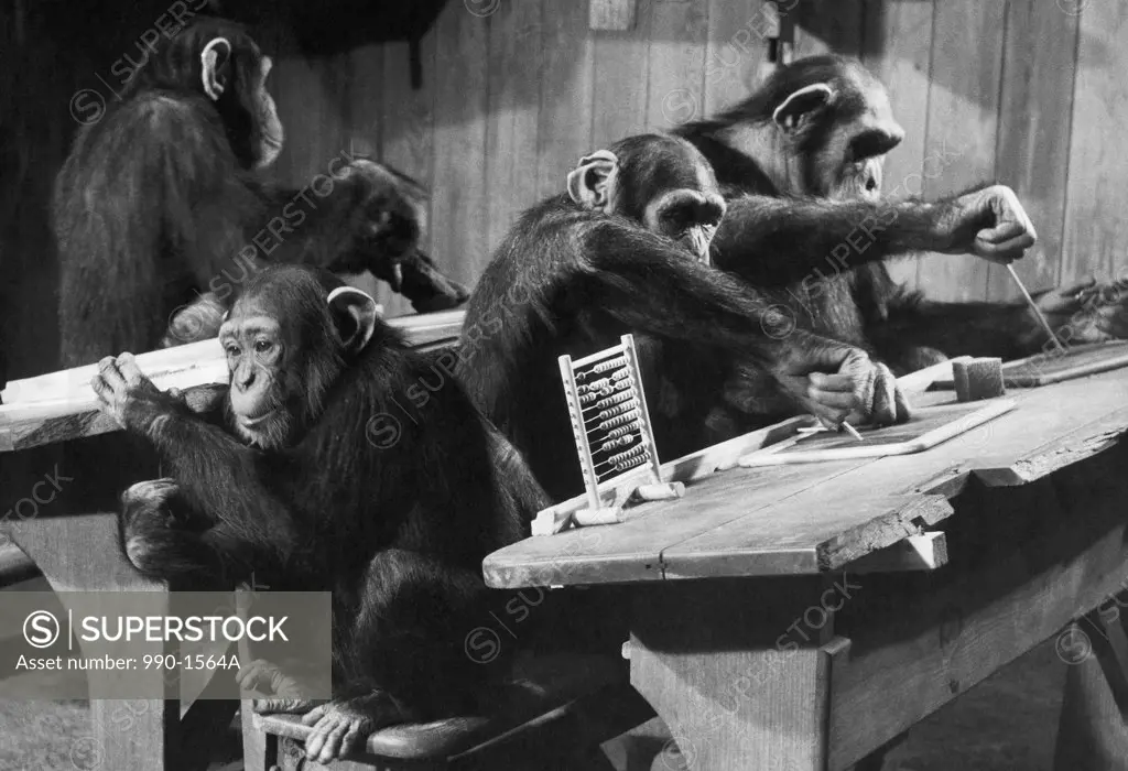 Four chimpanzees sitting in a classroom