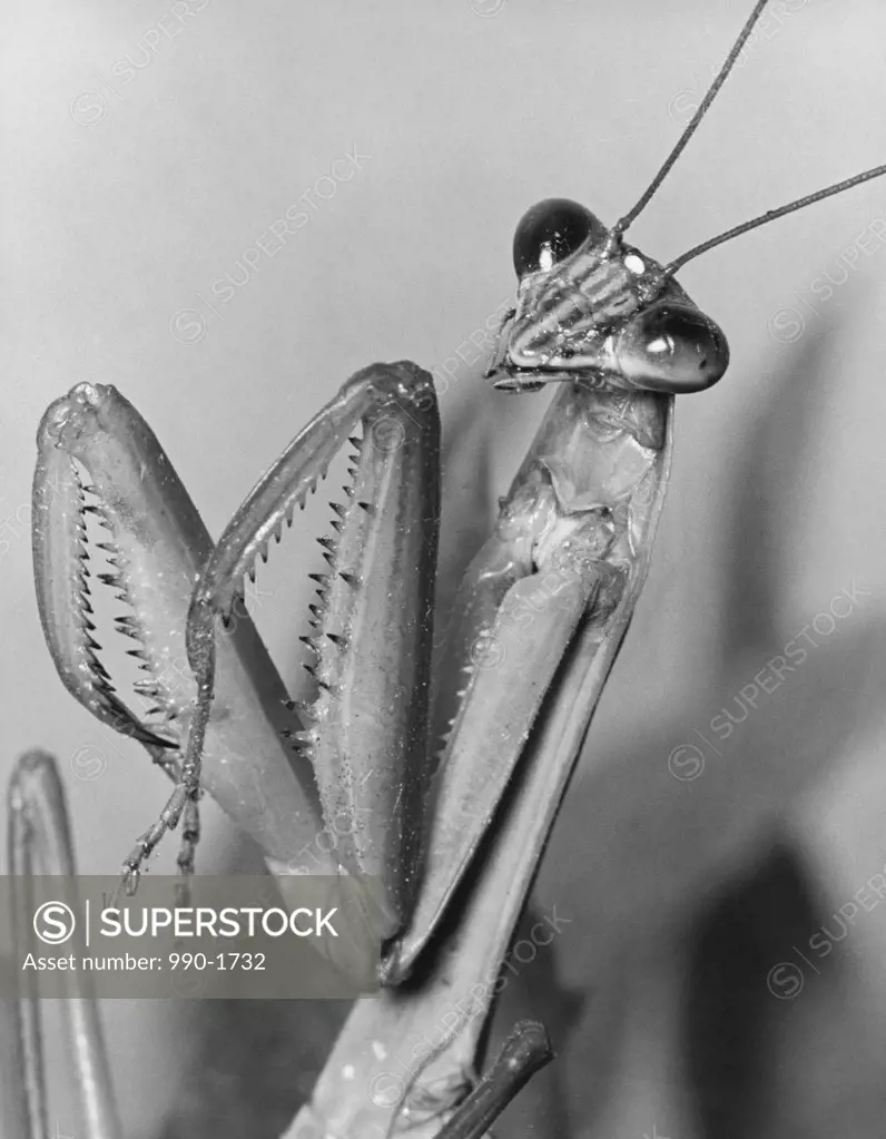 Close-up of a Praying Mantis (Mantis religiosa)
