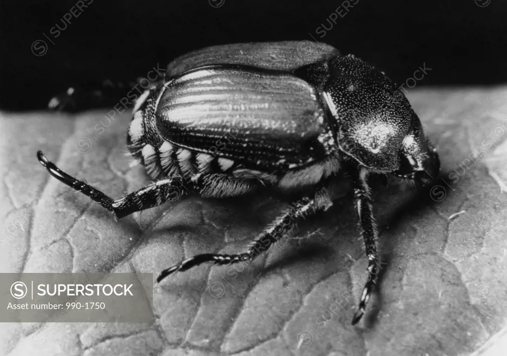 Close-up of a Japanese Beetle (Popillia japonica)