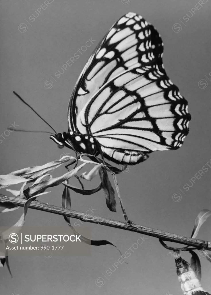Close-up of a Viceroy Butterfly on a stem (Limenitis archippus)