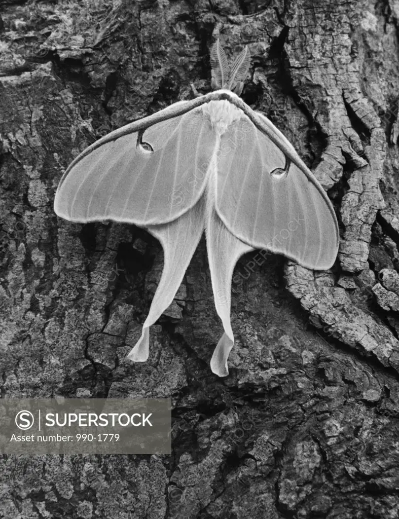 Close-up of a Luna Moth perching on a tree trunk (Actias Luna)