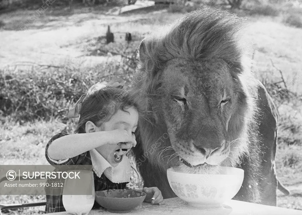 Close-up of a girl and a lion having breakfast together (Panthera leo)