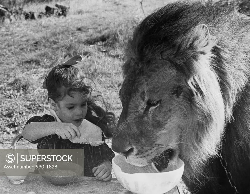 Close-up of a girl and a lion having breakfast together (Panthera leo)