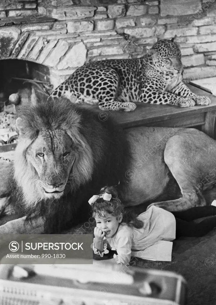 Portrait of a girl lying near a lion (Panthera leo) and a leopard (Panthera pardus) lying behind them