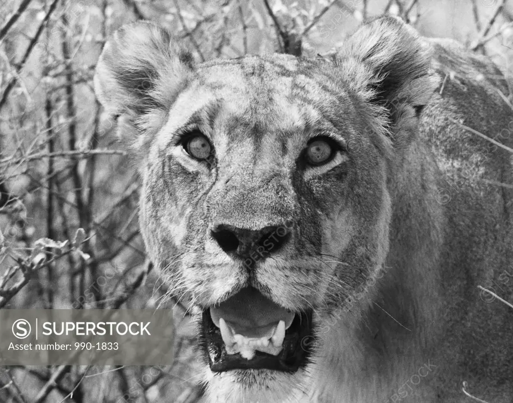 Close-up of a lioness (Panthera leo)