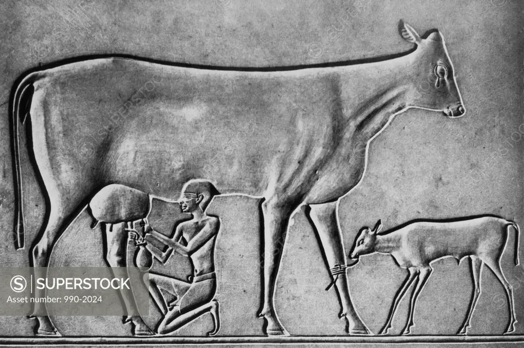Weeping Cow with Calf being Milked Egypt