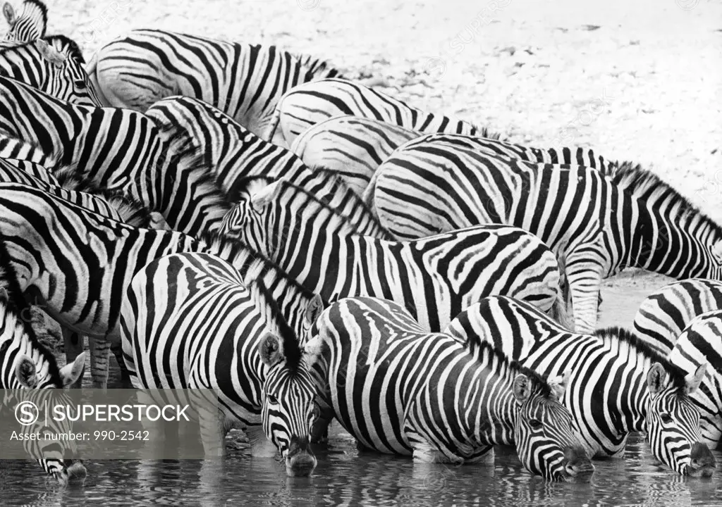 Group of zebras drinking water