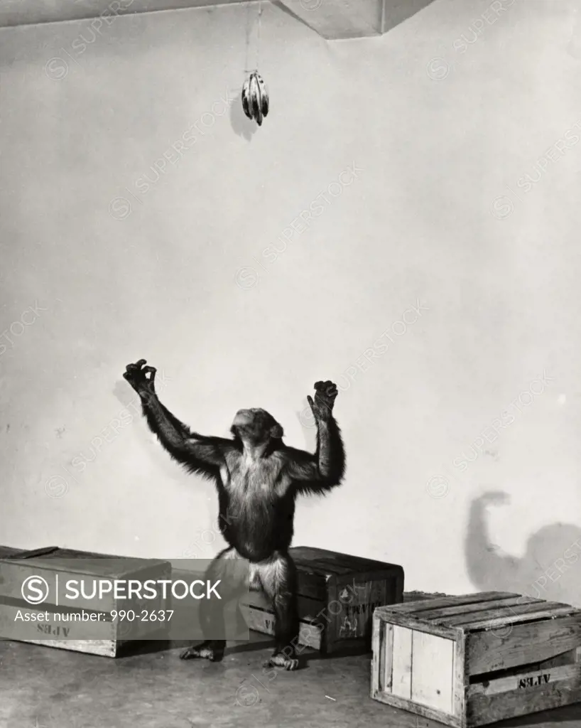 Chimpanzee reaching for a bunch of bananas
