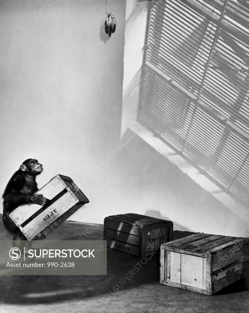 Side profile of a chimpanzee making a stack of crates to reach a bunch of bananas