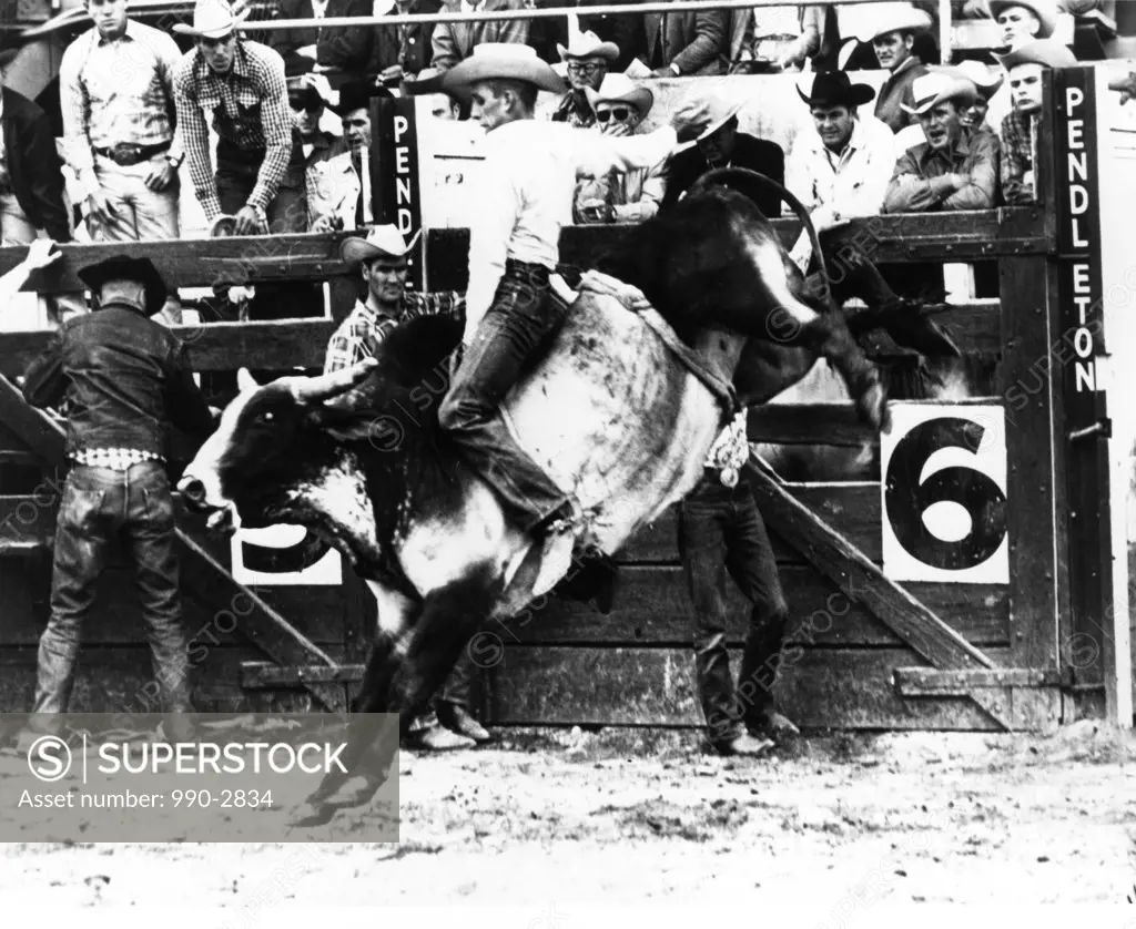Side profile of a cowboy riding a bull at a rodeo