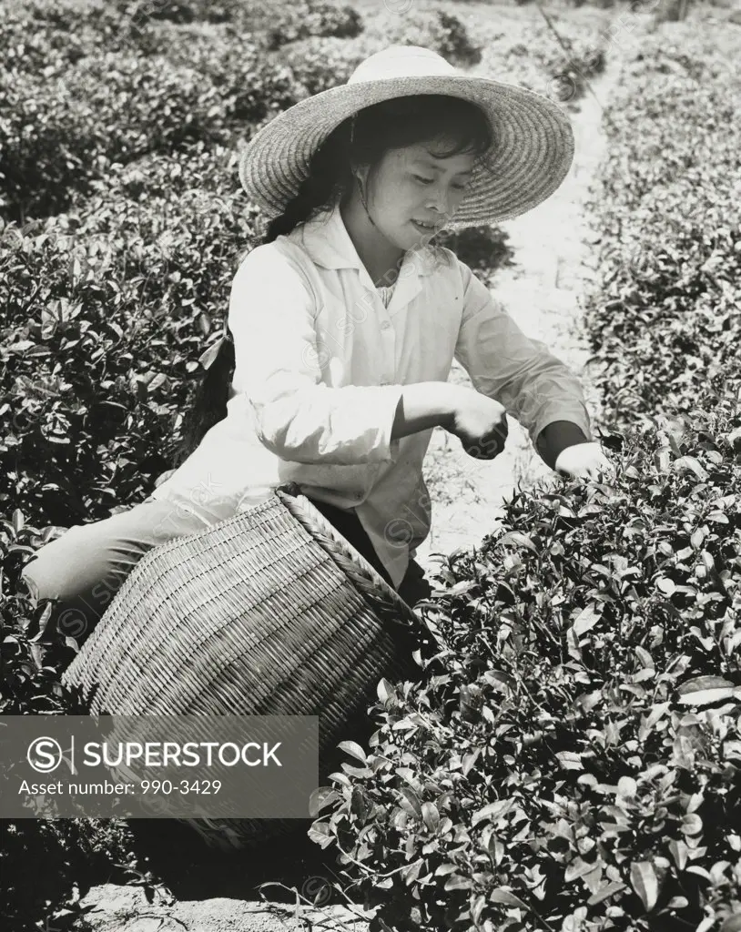 Girl picking tea leaves in a field
